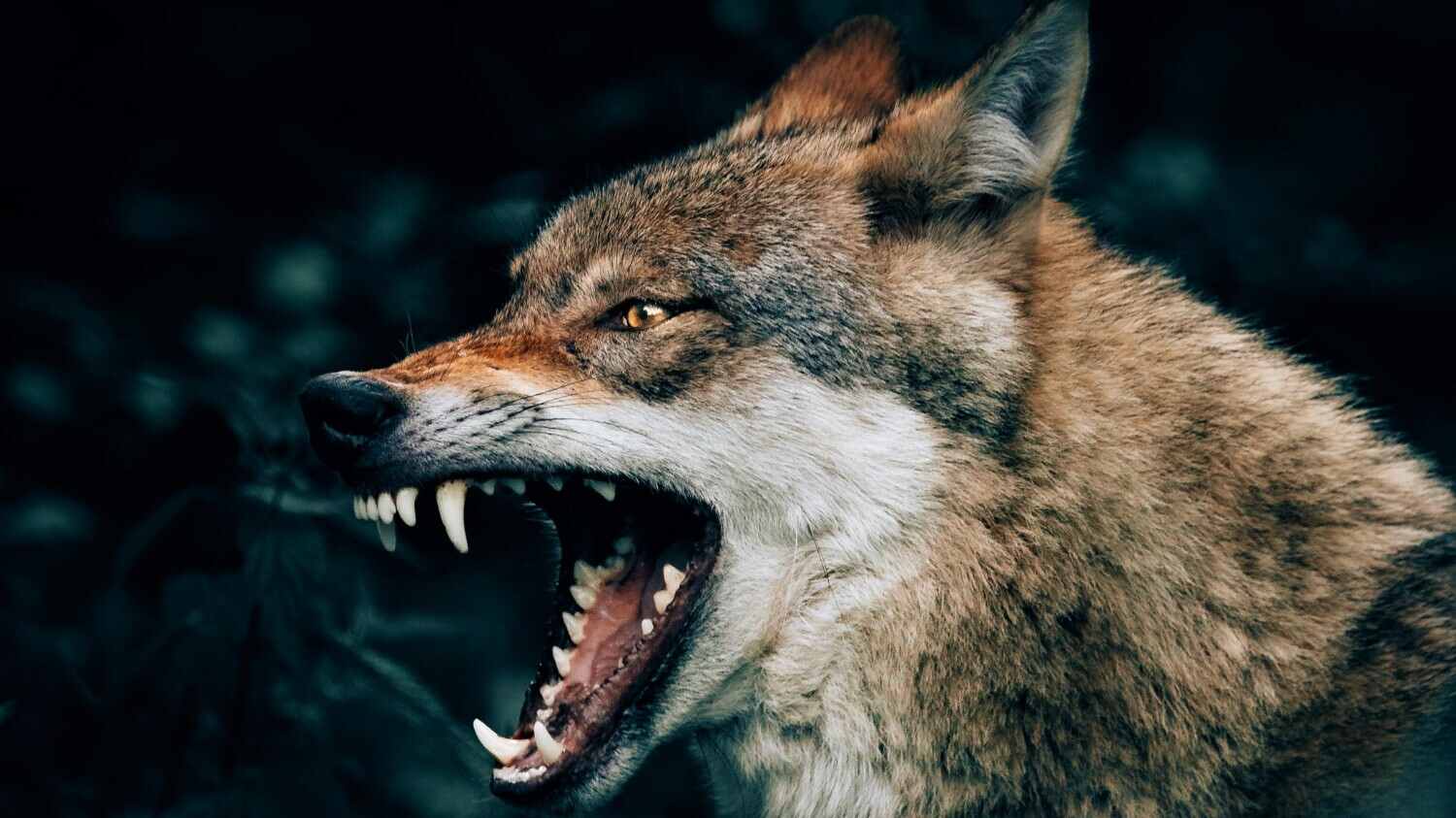 unleash your inner beast to be persistent in life